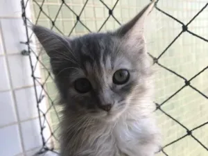 Gato raça SRD idade 7 a 11 meses nome Salem, Saori, Goku