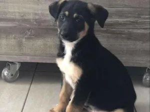 Cachorro raça SRD idade  nome TECO