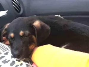 Cachorro raça SRD idade 2 a 6 meses nome TETECO