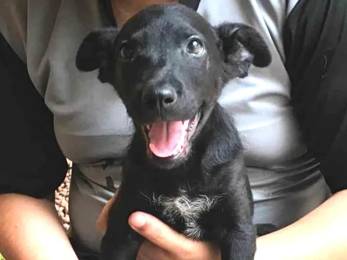 Cachorro raça SRD idade 2 a 6 meses nome Sirius