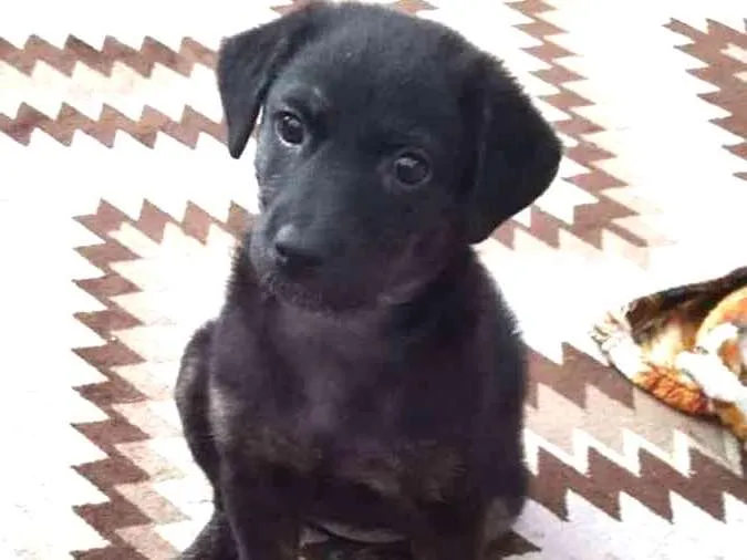 Cachorro ra a  idade 2 a 6 meses nome Naomi
