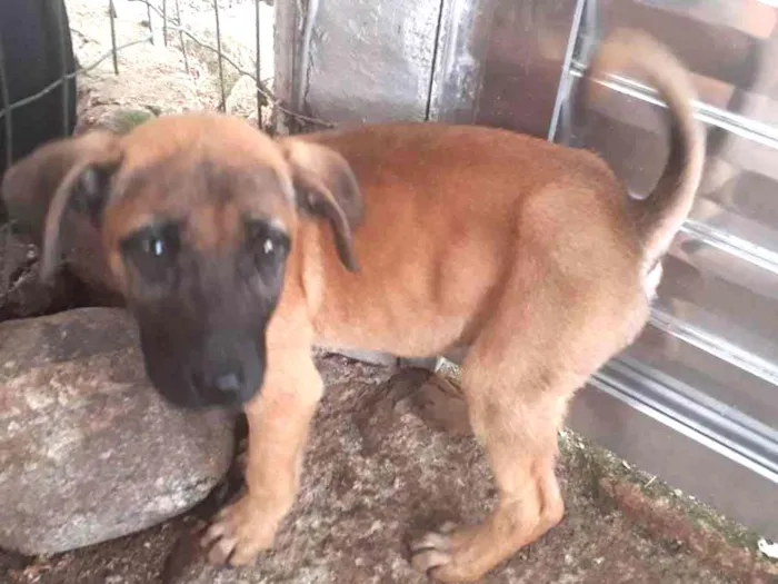 Cachorro ra a  idade 2 a 6 meses nome Tuca