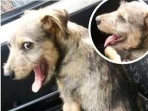 Cachorro raça  idade 2 a 6 meses nome Laila