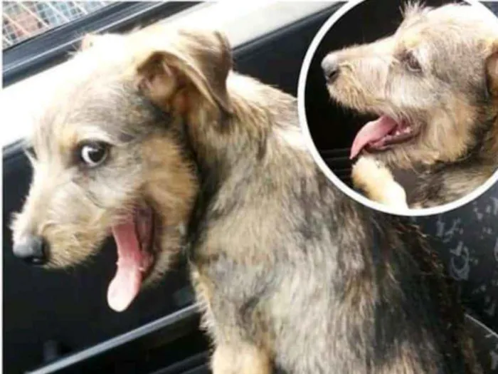 Cachorro ra a  idade 2 a 6 meses nome Laila
