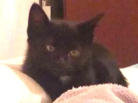Gato ra a Srd idade  nome Flora e Nick 