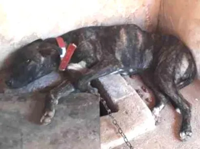 Cachorro raça viralata idade 7 a 11 meses nome pantela