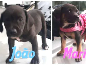 Cachorro raça  idade 2 a 6 meses nome João e Maria