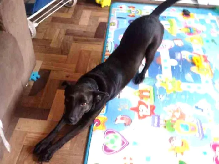 Cachorro ra a Viralata idade 3 anos nome Bel