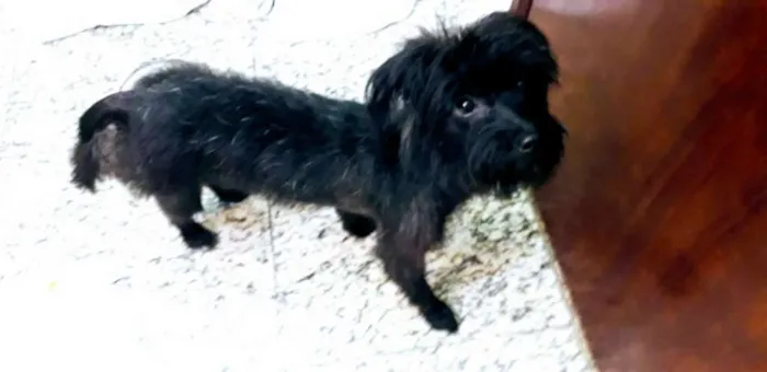 Cachorro ra a  idade 1 ano nome Mica