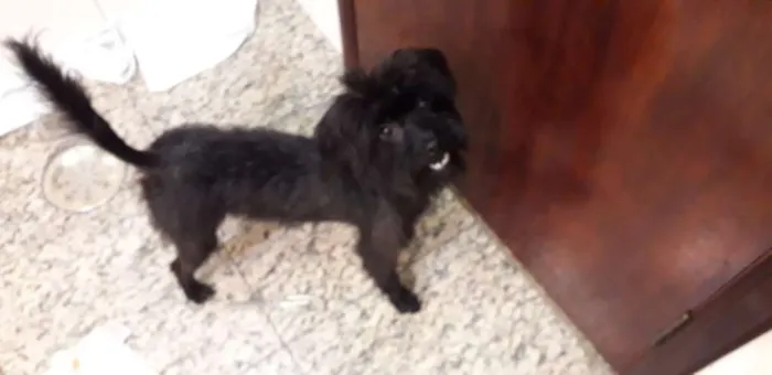 Cachorro ra a  idade 1 ano nome Mica