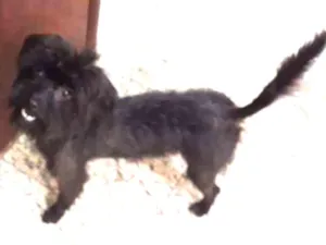 Cachorro raça  idade 1 ano nome Mica