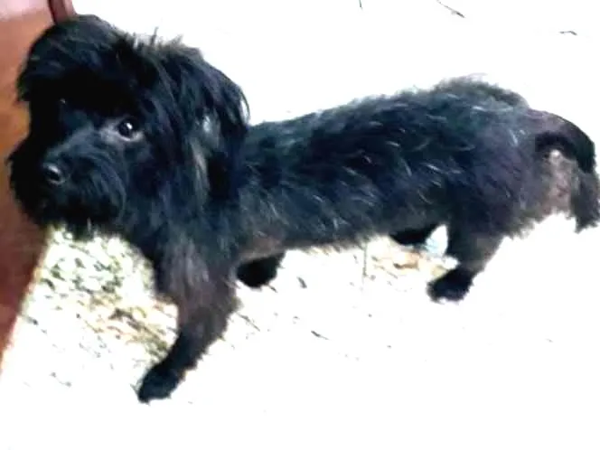 Cachorro ra a  idade 1 ano nome Mica