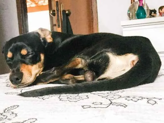 Cachorro raça Vira-lata  idade 1 ano nome Negan