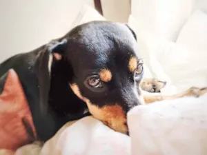 Cachorro raça Vira-lata  idade 1 ano nome Negan