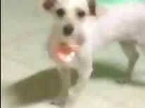 Cachorro raça Poodlee idade 3 anos nome Meg