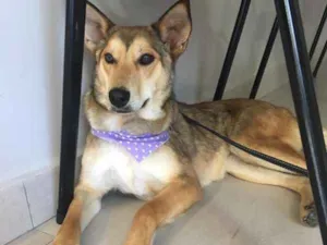 Cachorro raça SRD idade 3 anos nome Meghan Markle