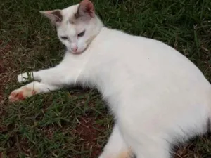 Gato raça Vira lata idade  nome Lisa