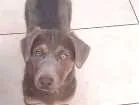 Cachorro raça SRD idade 2 a 6 meses nome Flor