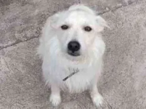 Cachorro raça Vira lata idade 3 anos nome Boby