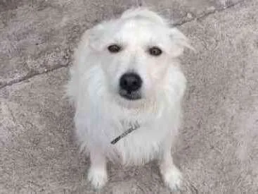 Cachorro ra a Vira lata idade 3 anos nome Boby
