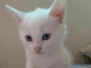 Gato raça Sem raça idade Abaixo de 2 meses nome Branca