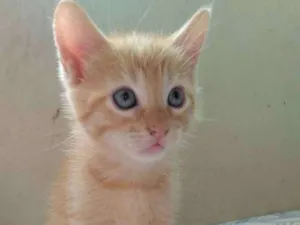 Gato raça Sem raça idade Abaixo de 2 meses nome Geminha