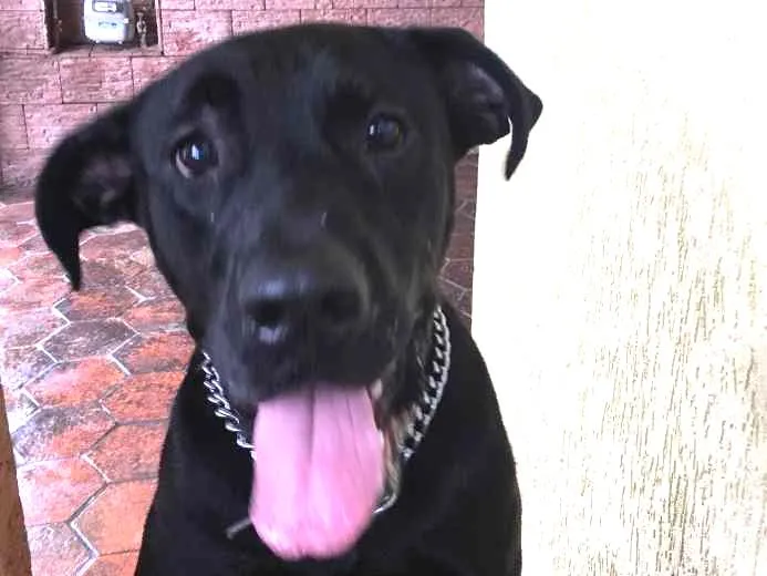 Cachorro ra a Sem raça definida  idade 1 ano nome Negão