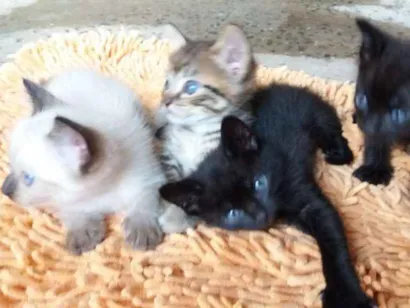 Gato raça Mestiço  idade Abaixo de 2 meses nome Ainda não tem