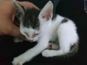 Gato raça Indefinida idade Abaixo de 2 meses nome Não tem