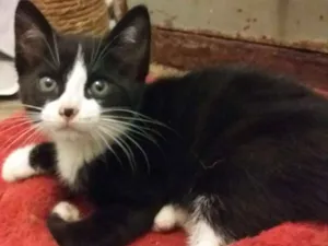 Gato raça SRD idade Abaixo de 2 meses nome Sem nome