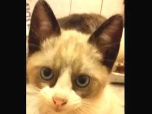 Gato raça SRD idade Abaixo de 2 meses nome Sem nome
