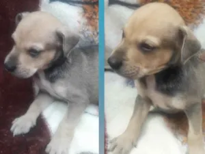 Cachorro raça Srd idade Abaixo de 2 meses nome Piquerruxo