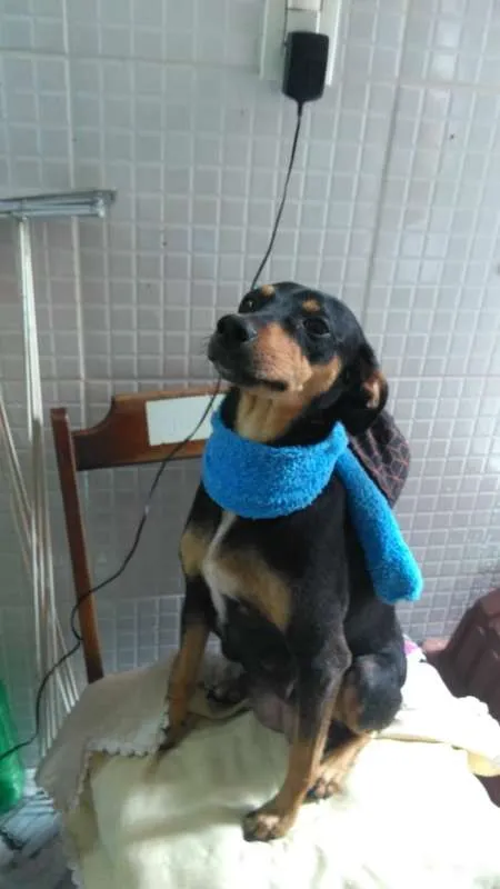 Cachorro ra a  idade 1 ano nome Chiquinha