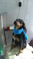 Chiquinha
