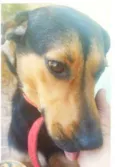 Belinha