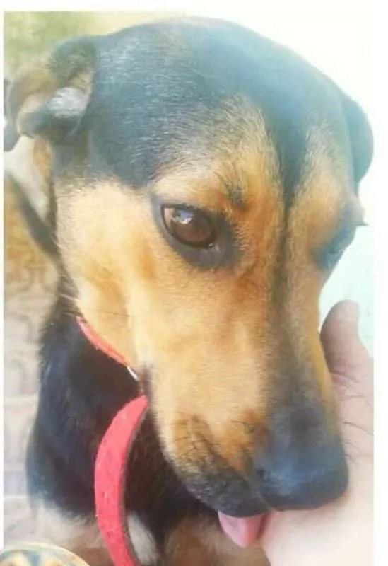 Cachorro ra a  idade 2 anos nome Belinha