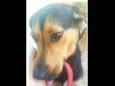 Belinha