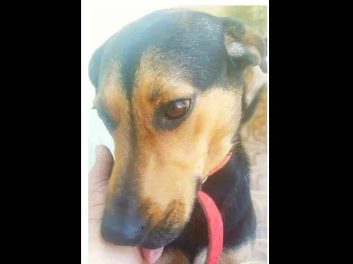 Cachorro ra a  idade 2 anos nome Belinha