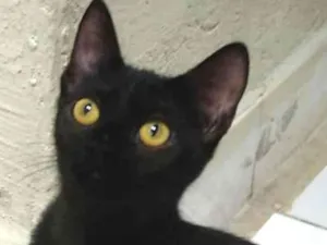 Gato raça  idade 7 a 11 meses nome Rick