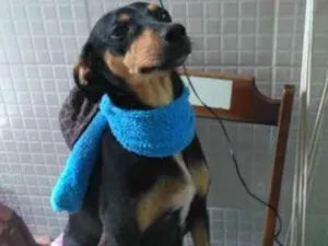 Cachorro raça  idade 1 ano nome Chiquinha