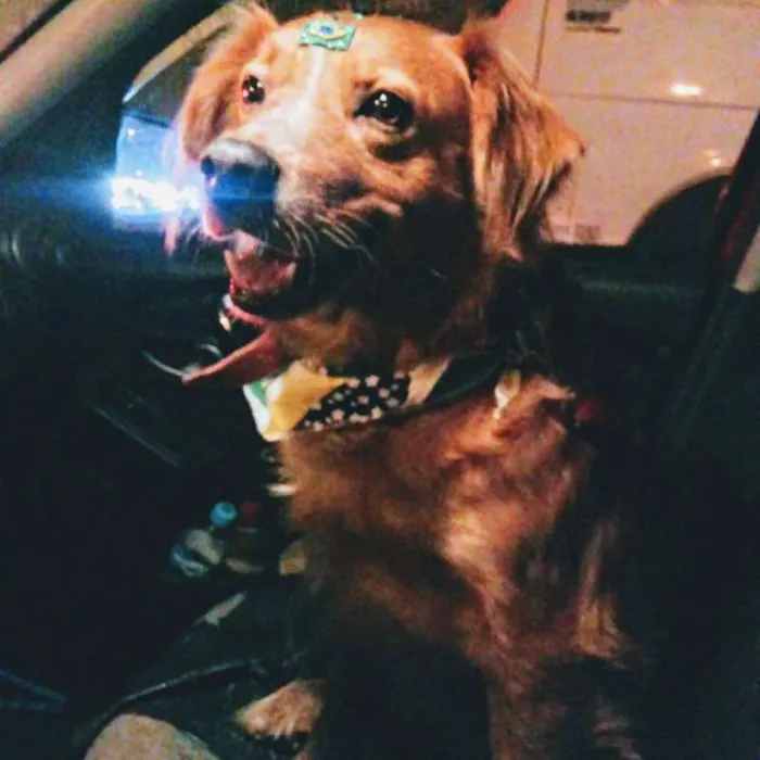 Cachorro ra a SRD idade 2 anos nome Marley