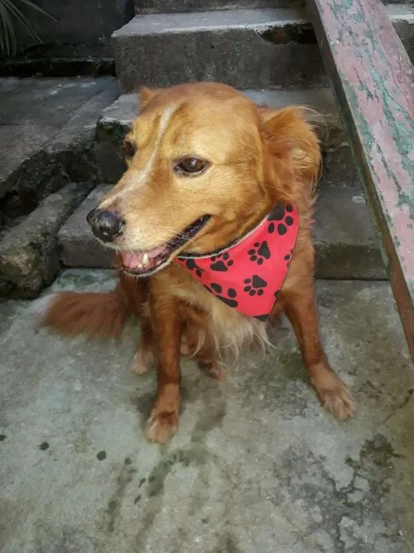 Cachorro ra a SRD idade 2 anos nome Marley