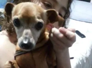 Cachorro raça  idade 6 ou mais anos nome Coragem