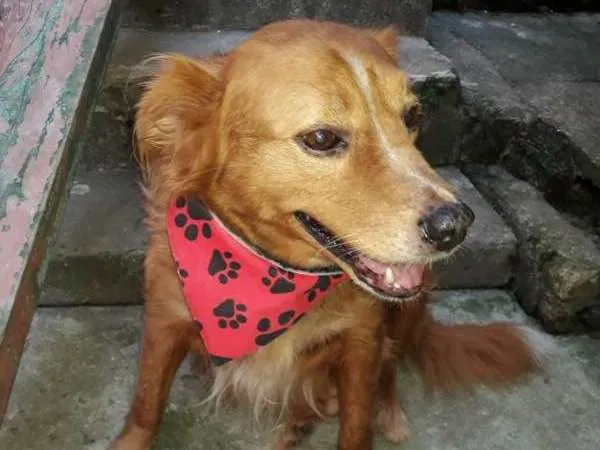 Cachorro ra a SRD idade 2 anos nome Marley
