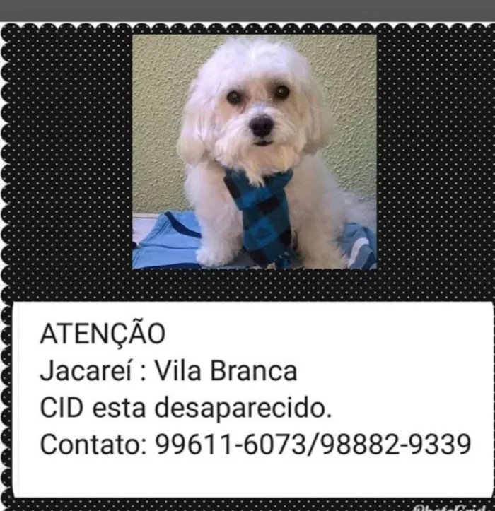 Cachorro ra a Bichon hanavanes.. idade 6 ou mais anos nome Cid