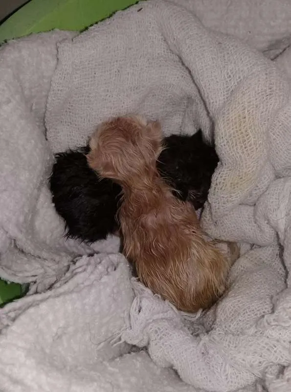 Gato ra a viralata idade Abaixo de 2 meses nome não sei