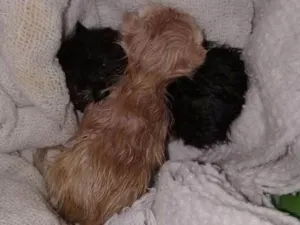 Gato raça viralata idade Abaixo de 2 meses nome não sei