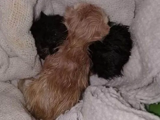 Gato ra a viralata idade Abaixo de 2 meses nome não sei