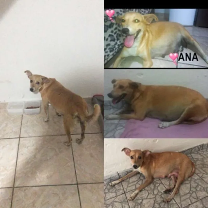 Cachorro ra a srd idade 2 anos nome Ana