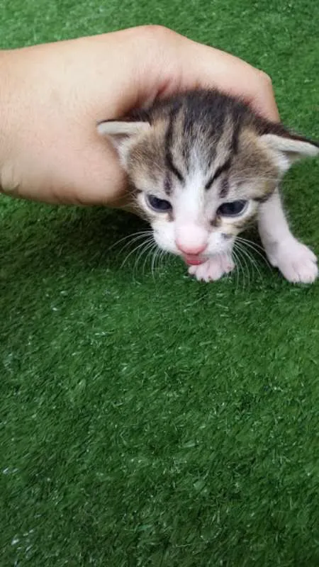 Gato ra a SRD idade Abaixo de 2 meses nome nao tem nome